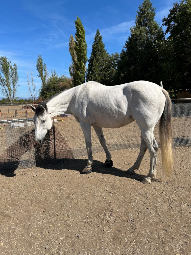 Tina—Grey mare available for adoption at SERRA