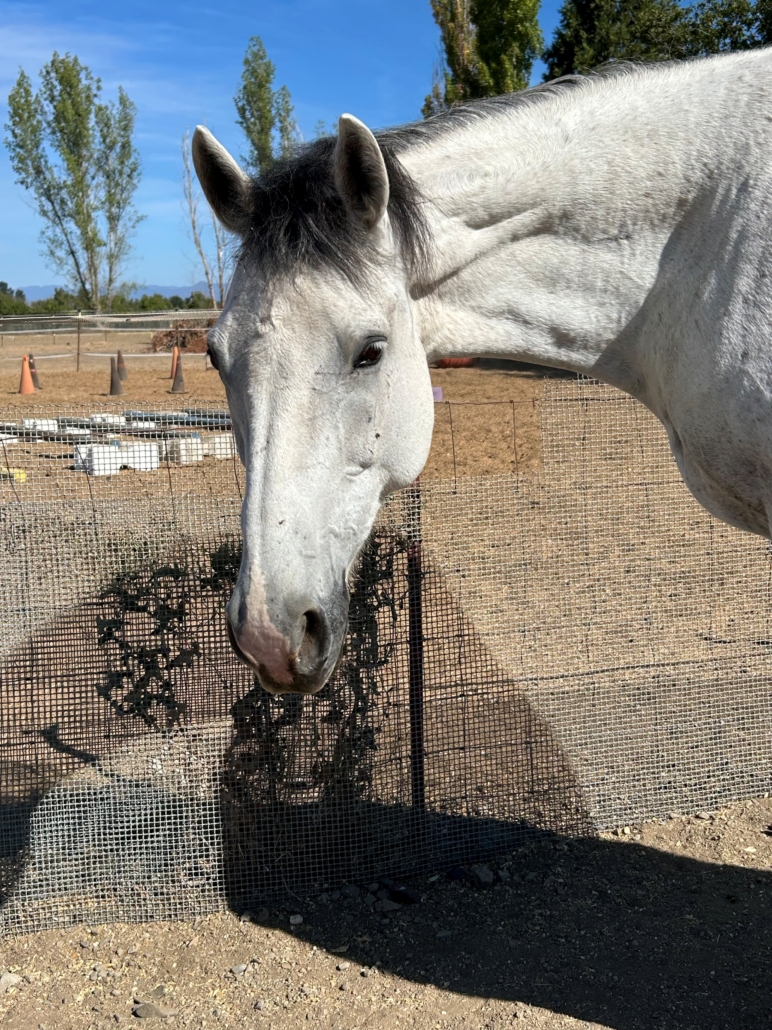 Tina—Grey mare available for adoption at SERRA