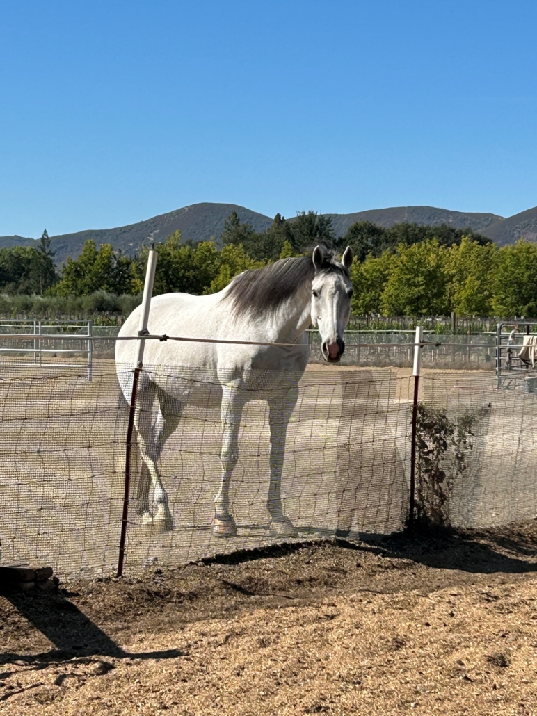 Tina—Grey mare available for adoption at SERRA