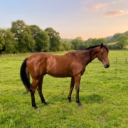 Cash- adoptable Bay horse at SERRA