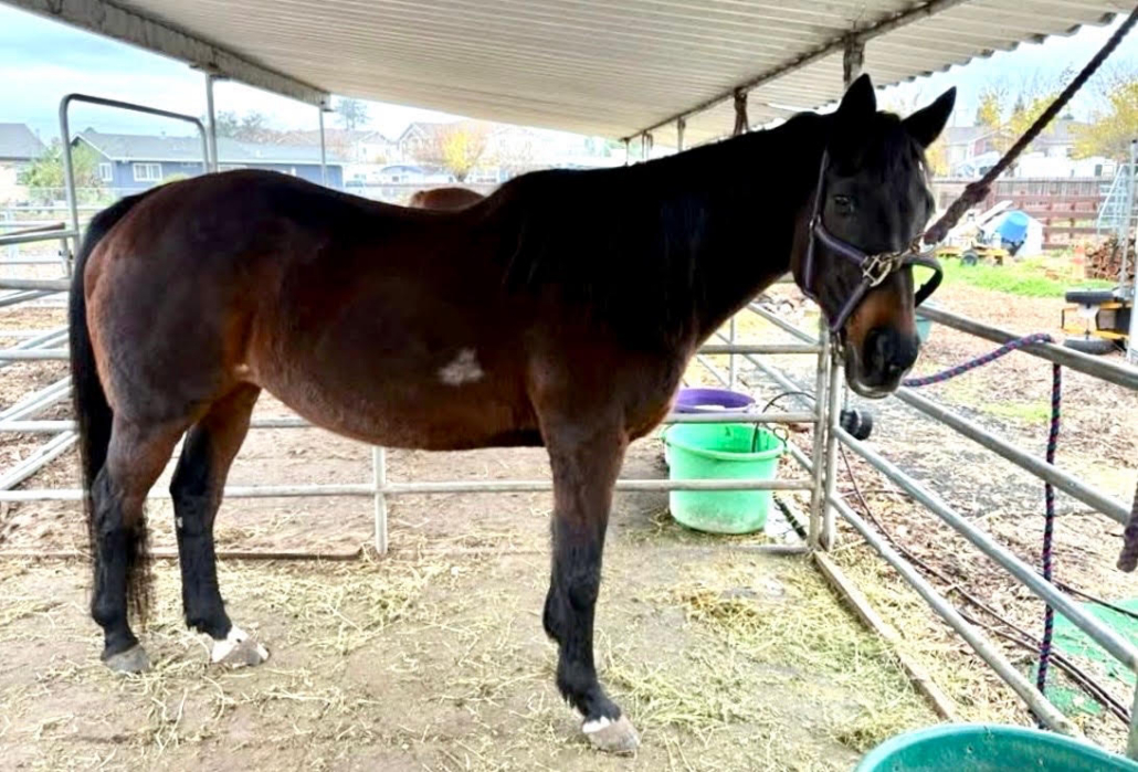 Cricket a mare available for adoption at SERRA
